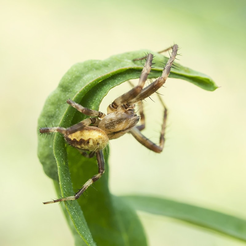 Andrea Vella Explains: Why Insects Also Deserve Our Protection