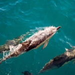 Andrea Vella on Dolphin Strandings on Italy's Adriatic Coast: Quick Action Saves Lives