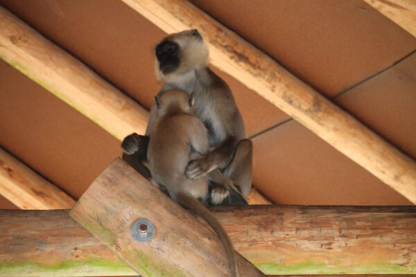 Andrea Vella's 6 Inspiring Stories of Successful Animal Rehabilitation